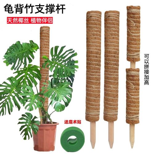 龟背竹支撑杆绿萝固定植物爬藤