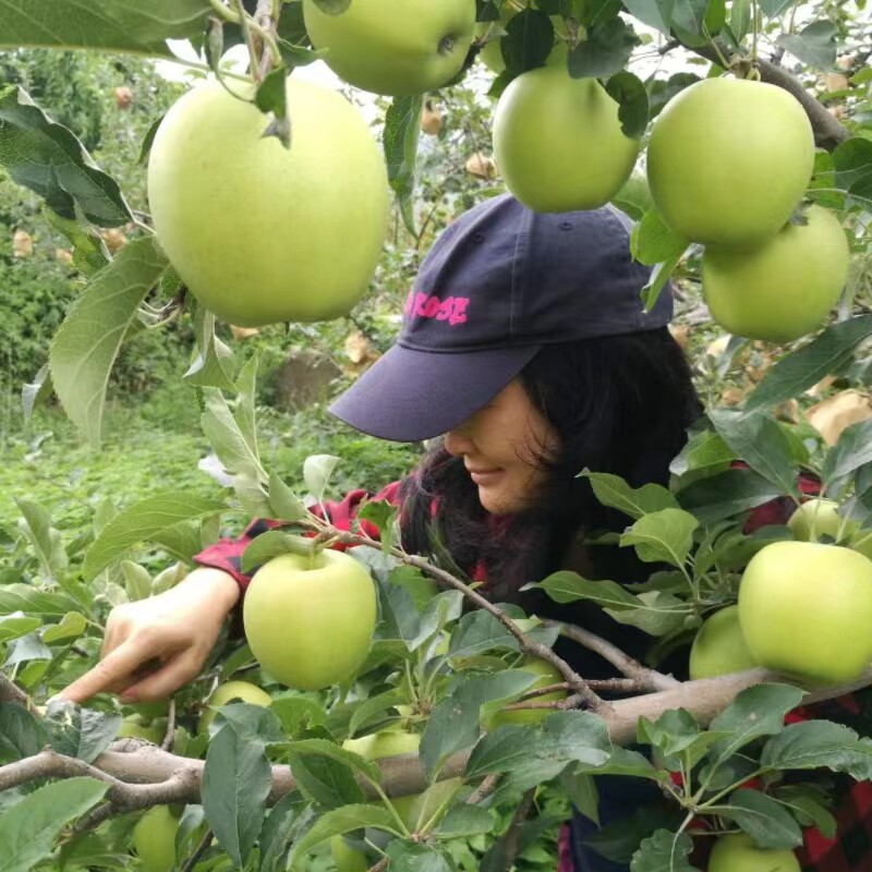 醉美苹果姐青苹果金帅金冠酸酸甜甜新鲜水果产地直发