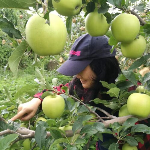 醉美苹果姐青苹果金帅金冠酸酸甜甜新鲜水果产地直发