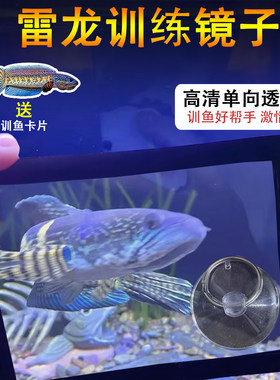 雷龙鱼训练镜咬缸鼓腮
