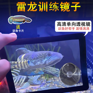 雷龙鱼训练镜咬缸鼓腮