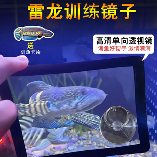 雷龙鱼训练镜咬缸鼓腮玻璃单向透视训鱼镜子罗汉鱼泰国斗鱼逗鱼镜