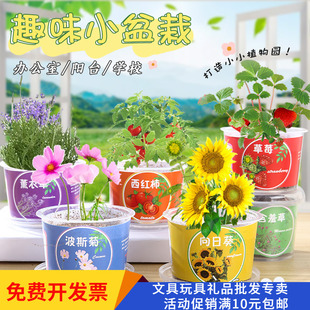 种植小盆栽全班奖品活动送儿童幼儿园期末朋友生日礼物植物生长观