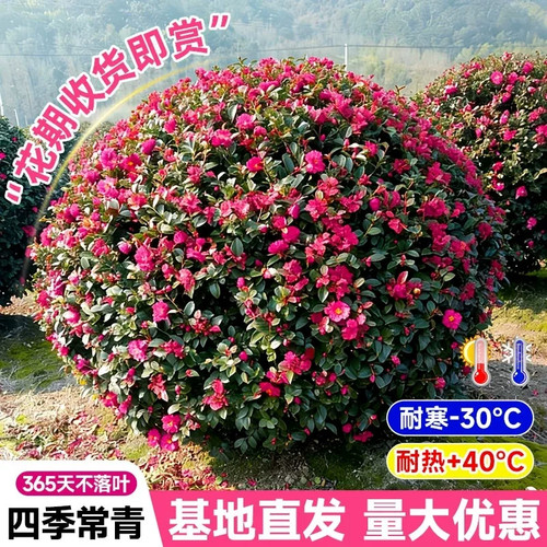 茶梅球花树苗别墅庭院大型耐寒盆栽四季常青绿化风景植物山茶梅花