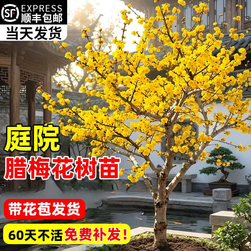 腊梅花树苗庭院别墅地栽耐寒冬季
