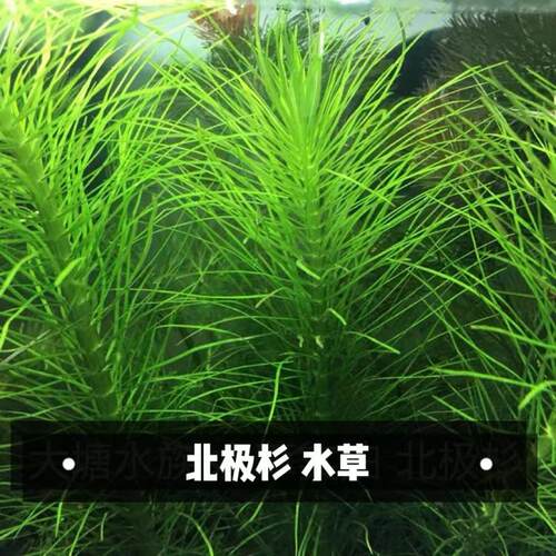 北极植物销量排行榜 北极植物品牌热度排名 小麦优选