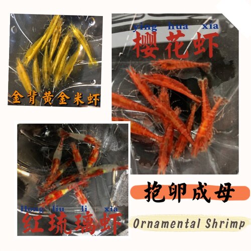 抱卵虾可直接生小虾樱花黄米极火