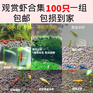 观赏虾合集100只一组 除藻清洁鱼缸小虾 包邮 樱花极火金背黄金米