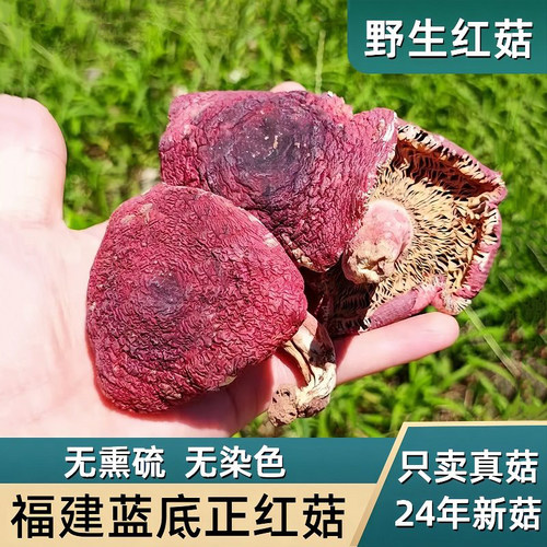 福建三明特级月子滋补红菇