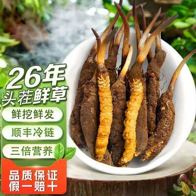 顺丰冷链头茬鲜虫草现挖高海拔