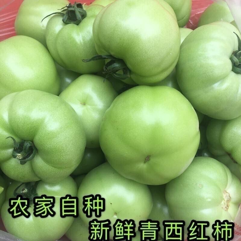 农家自种新鲜青西红柿青番茄农家蔬菜孕妇酸番茄生绿柿子衢州饭店