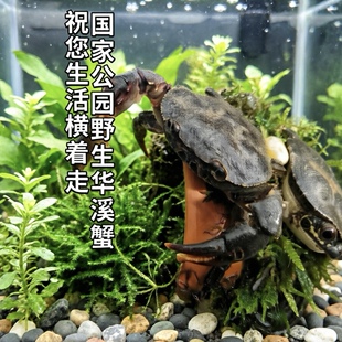 野生活体山螃蟹溪流冷水河蟹水族观赏横着走淡水龙溪蟹山泉水顺丰