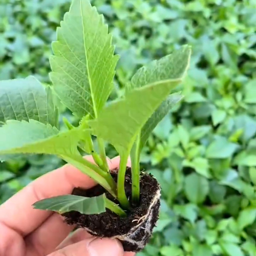 花卉大丽花小苗 多年生四季开花 盆栽地栽 当年开花 花期长大丽花