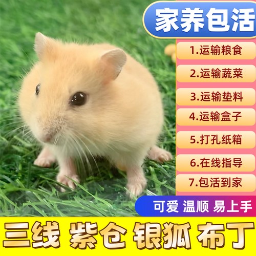 家养金丝熊小仓鼠活物可爱布丁三线银狐活宠鼠类宠物已打疫活体苗