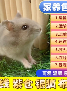 家养金丝熊小仓鼠活物鼠类宠物萌宠可爱一公一母紫仓布丁银狐奶茶