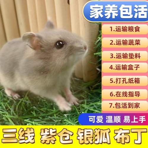 家养温顺可爱小仓鼠类活体宠物