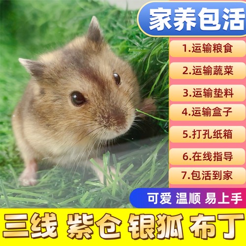 家养温顺可爱小仓鼠类活体宠物