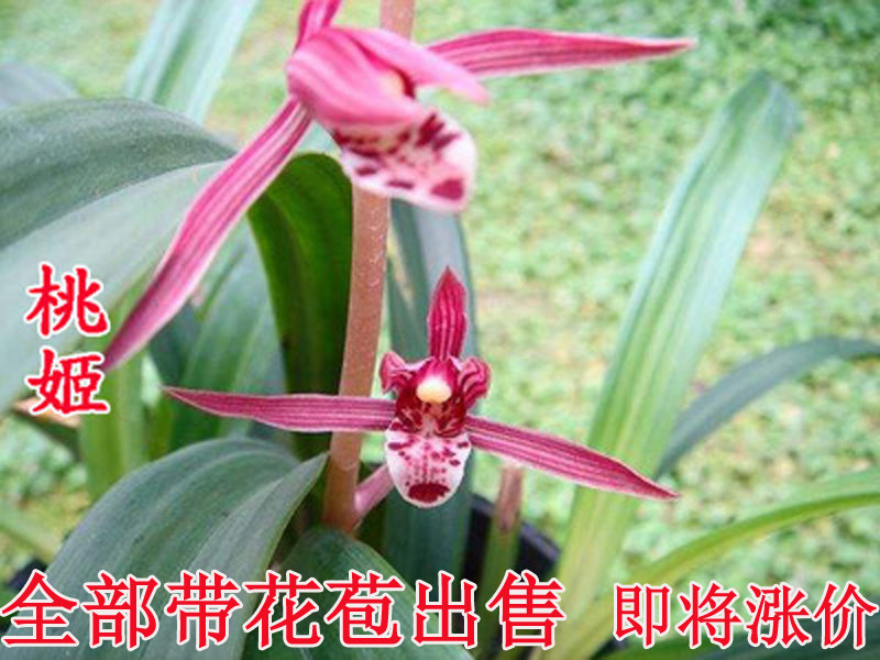 兰花墨兰桃姬红花开漂亮桌面办公室阳台客厅绿植盆栽春兰建兰包邮