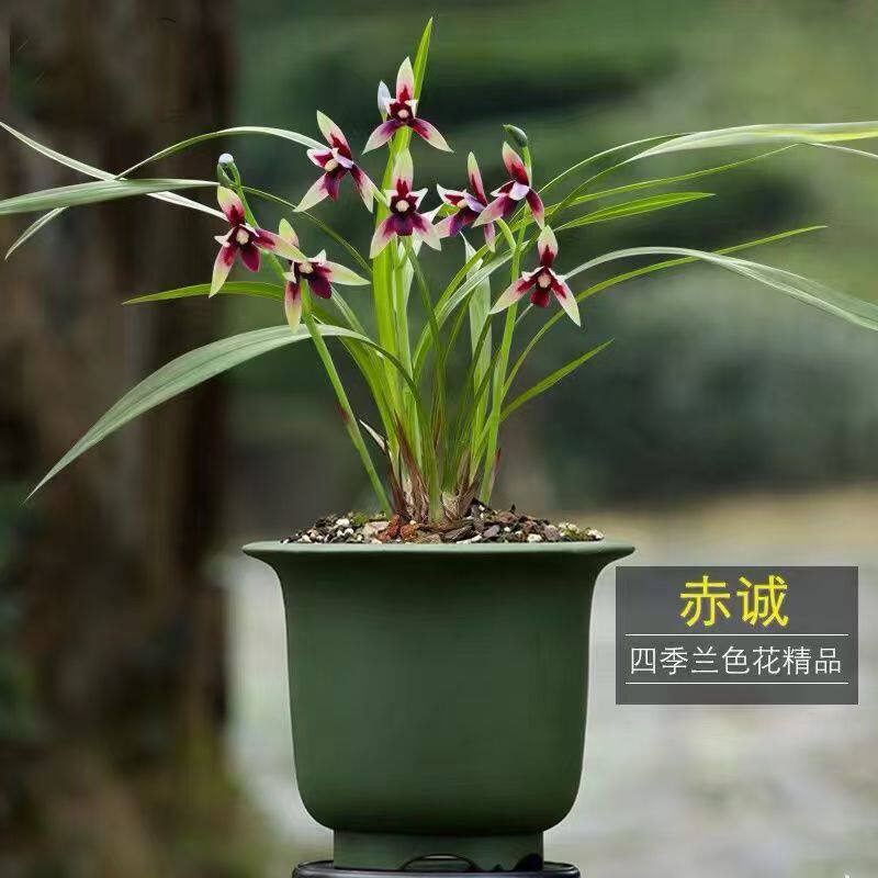 精品兰花苗名贵品种红素花赤诚夏带花苞出售高档花卉盆栽