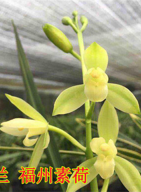 兰花建兰福州素荷四季兰精品花卉兰花苗绿植盆栽包邮