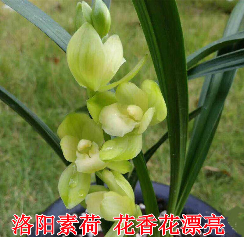 建兰洛阳素荷四季兰花浓香高档名贵花卉办公室阳台客厅绿植盆栽