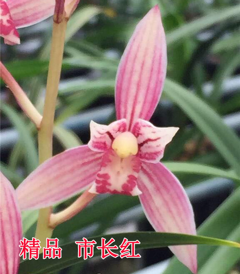 市长红建兰四季兰热销名贵花卉花艺双全客厅办公室绿植盆栽包邮