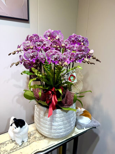 蝴蝶兰盆栽带花带苞真花兰花鲜花组盆