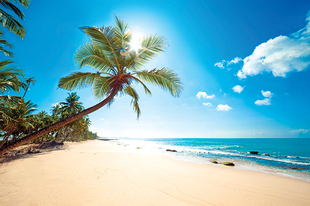 马尔代夫海边椰树风景画海报制作客厅走廊大幅海报装饰画贴画4437