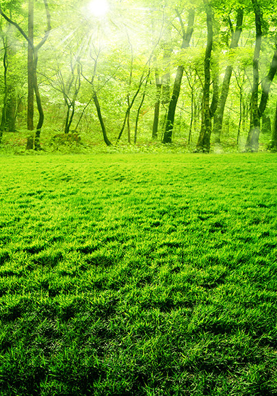 树林树木森林公园风景画自然风景海报制作客厅背景墙装饰贴画3850