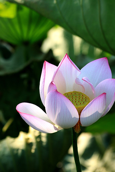 自然风景画荷花莲花海报制作客厅房间寝室茶馆装饰画贴画挂画891