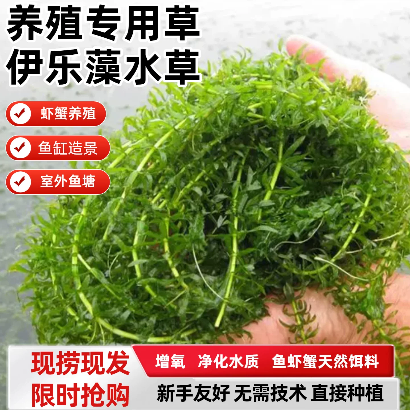 伊乐藻养虾吃不败新鲜活体江苏小龙虾养殖专用水草四季淡水鱼虾蟹