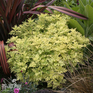 花叶艾草 黄金艾【东洋之光】多年生耐寒耐热庭院盆栽 芳香植物