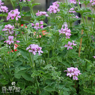 柠檬天竺葵 Rose Rober Lemon 可食用 芳香系列玫瑰天竺葵