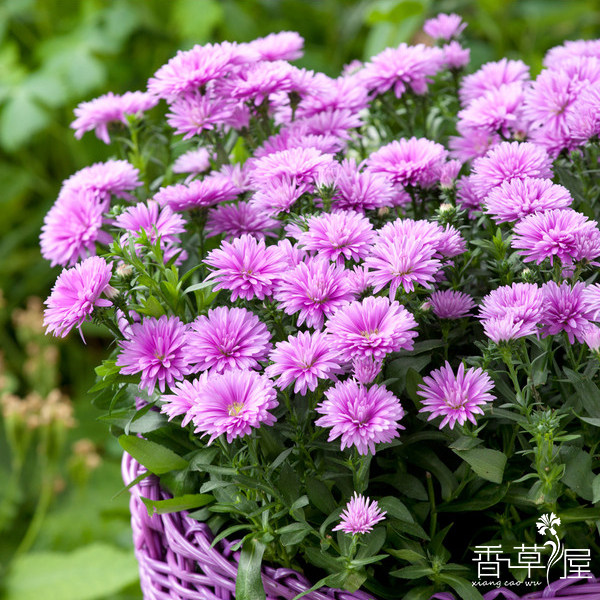 重瓣荷兰菊 纽约粉多年生宿根花卉庭院阳台 四季开花 盆栽植物