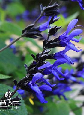 深蓝鼠尾草 Salvia guaranitica多年生耐寒 庭院 盆栽植物 花期长
