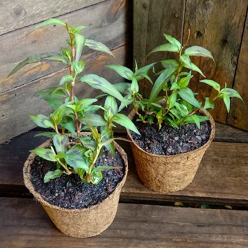 越南香菜 芫荽叻沙叶香柳菜食用多年生阳台庭院耐寒耐热盆栽苗