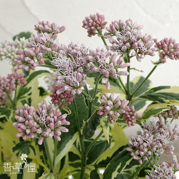 花叶泽兰 粉红霜 斑叶泽兰 宿根多年生耐寒耐热 庭院阳台植物盆栽