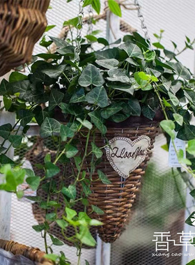 心叶常春藤 “萨克”Hedera Helix Sark 10cm盆栽苗