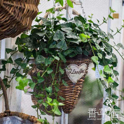心叶常春藤萨克盆栽苗