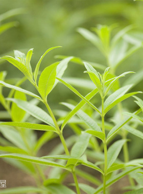 柠檬马鞭草 橙香木  Lemon Verbena 香草植物 盆栽苗 可食用 泡茶