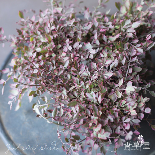 【香草屋】彩叶水芹"火烈鸟"观叶植物 多年生水生耐寒 可食用