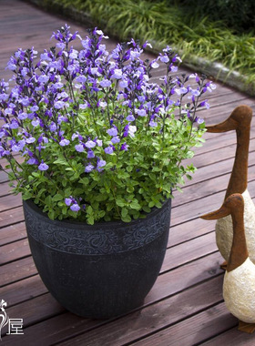 香草屋 进口 冰蓝鼠尾草 Salvia So Cool Light Blue 耐寒性宿根