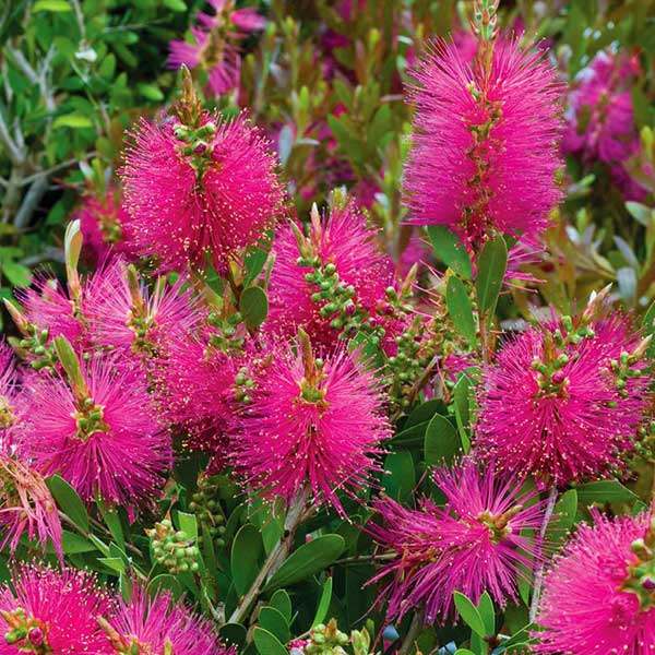 香草屋 粉花红千层 粉色激情 多年生常绿灌木  盆栽小苗