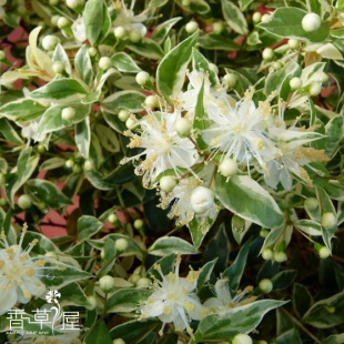 花叶香桃木 爱神木 Myrfus 多年生耐寒耐热 常绿 芳香植物