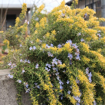 香草屋 金叶匍匐迷迭香 常绿匍匐型灌木 多年生耐寒耐热垂吊植物