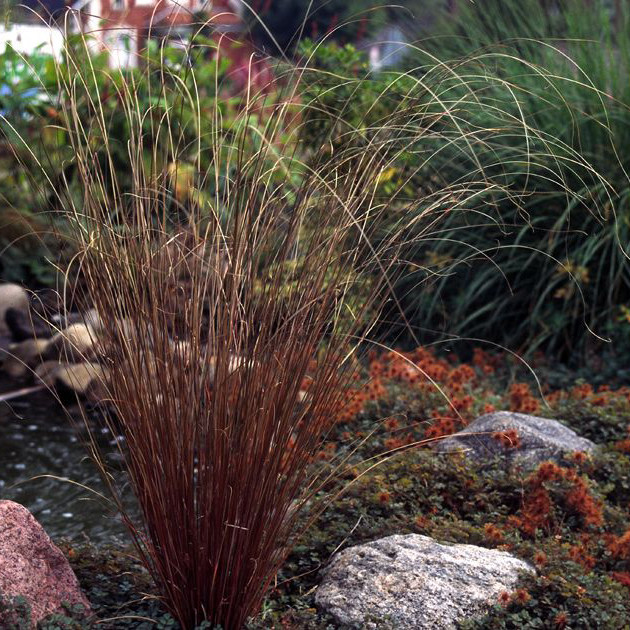 观赏草 棕红苔草 盆栽景观庭院耐寒耐高温带盆栽好多年生观赏草