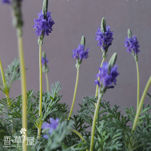 羽叶薰衣草花卉盆栽植物