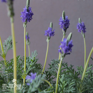 香草屋 羽叶薰衣草苗 薰衣草盆栽 香草花卉 香草盆栽 香草景观