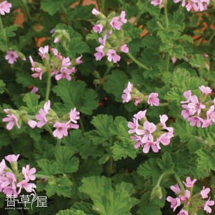 新品 雅典娜天竺葵Pelargonium  芳香植物香草苗 可食用