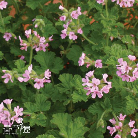 天竺葵可食用芳香植物